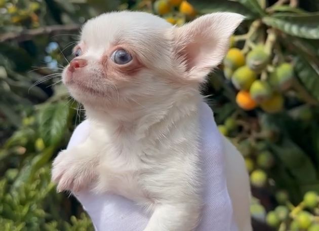 Cachorro en Cunacan